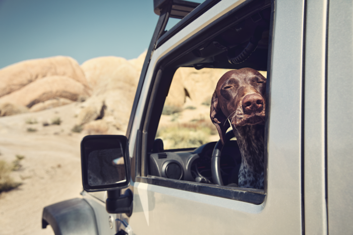 jeep_dog_overland_offroad_automotive-dometicglobalwebtransparentpng24800800-png