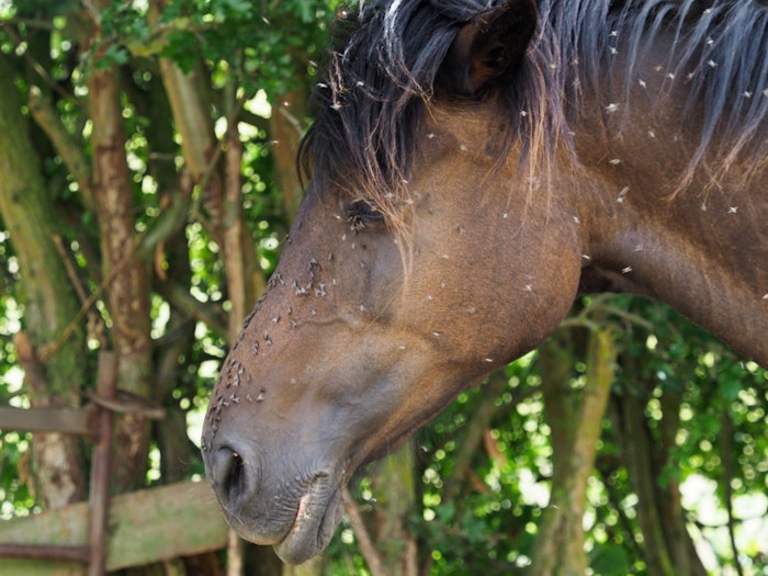 horse-covered-in-flys-jpg
