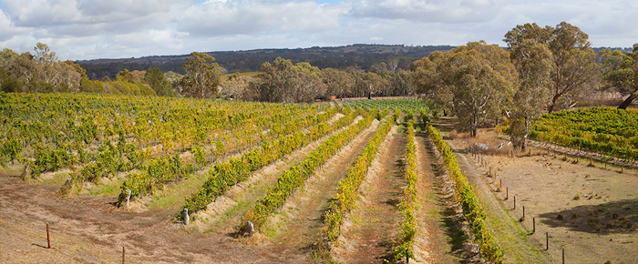 cellarspace-eden-valley-blog-img2-png