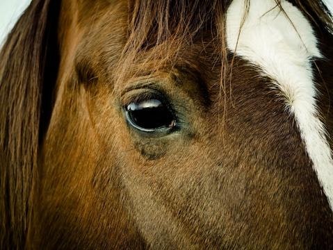 caring_for_your_horse_as_it_gets_older_1_480x480-jpg