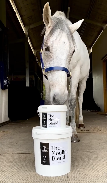 the-moulin-blend-with-a-horse-png