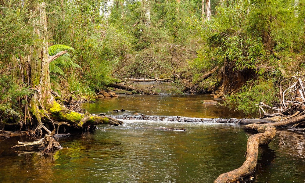 trout-fishing-season-opens-in-victoria-1-jpg
