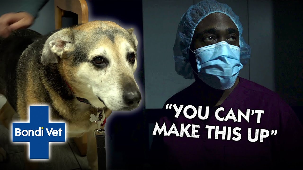 bondi vet episode In this dramatic episode, Arvid performs delicate surgery under iphone light during a freak storm!