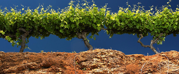 cellarspace-coonawarra-blog-img4-png
