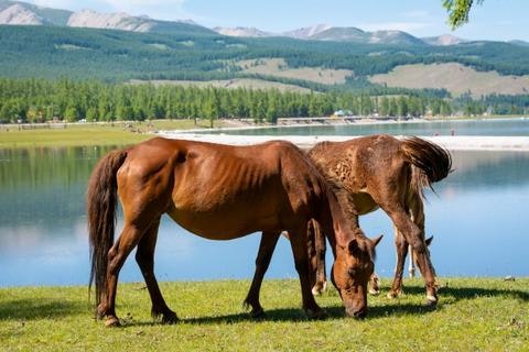 hiring_an_equine_behaviourist_2_480x480-jpg