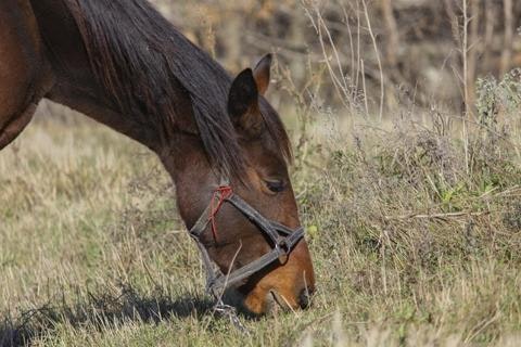 caring_for_your_horse_as_it_gets_older_3_480x480-jpg