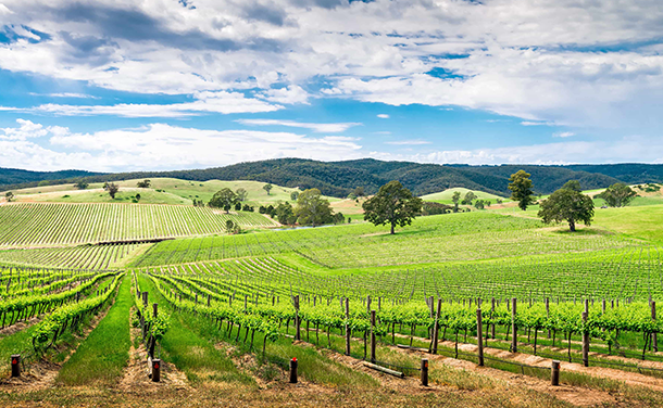 cellarspace-barossa-valley-blog-img3-png