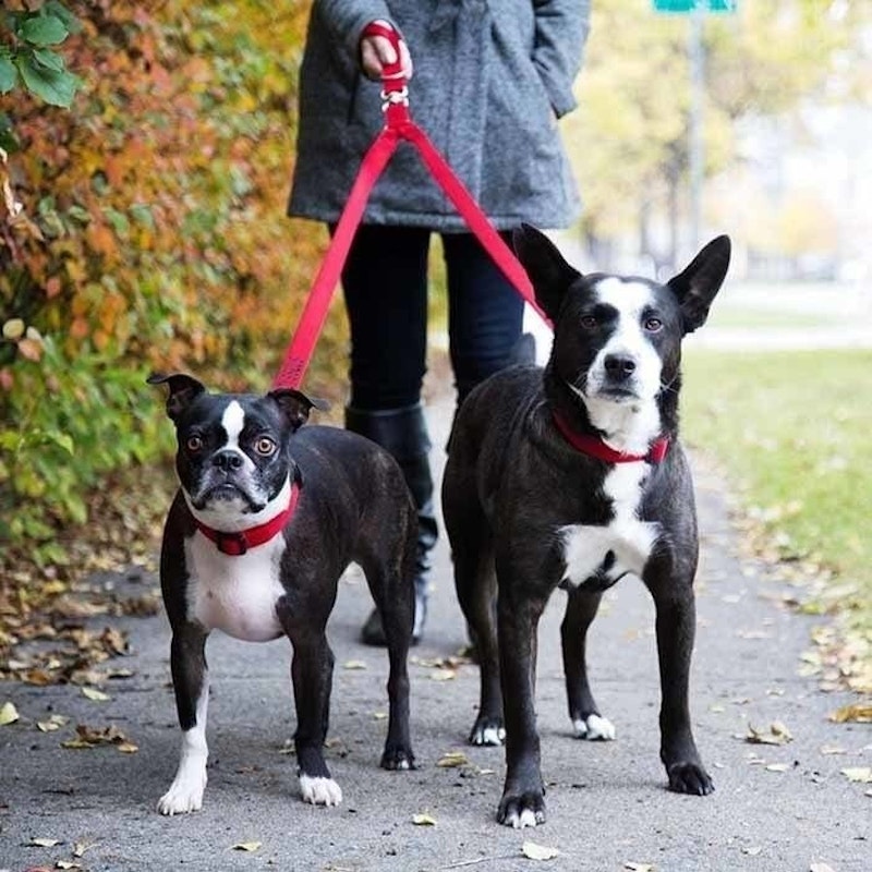 Double Dog Leash Lead Coupler - Walk and Control 2 Dogs Easily 2.0cm Width image number null