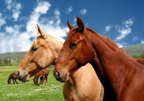 how_to_prevent_gastric_ulcers_in_horses_2_480x480-jpg
