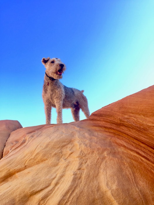 travelingwpets-jpg