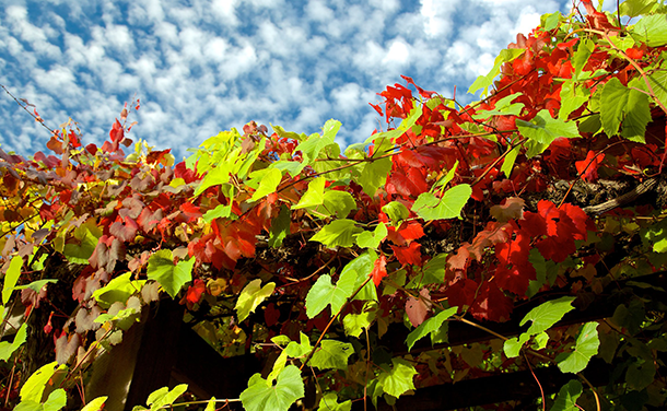 cellarspace-barossa-valley-blog-img2-png