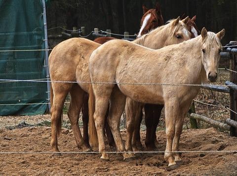 how_to_prevent_gastric_ulcers_in_horses_4_480x480-jpg