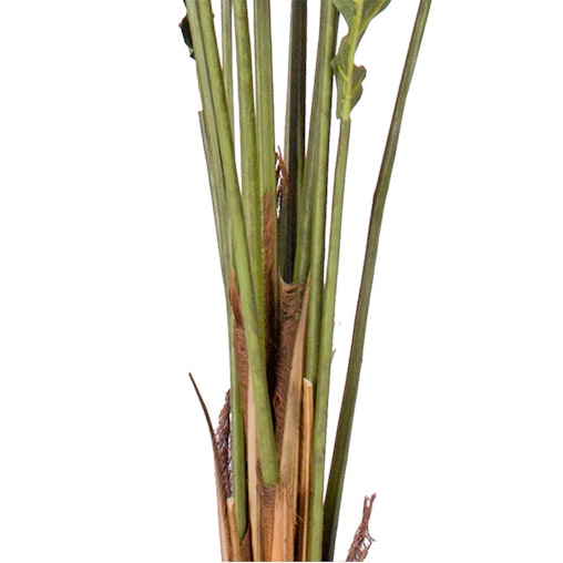 SOGA 4X 240cm Artificial Green Rogue Hares Foot Fern Tree Fake Tropical Indoor Plant Home Office Decor SOGA 4X 240cm Artificial Green Rogue Hares Foot Fern Tree Fake Tropical Indoor Plant Home Office Decor