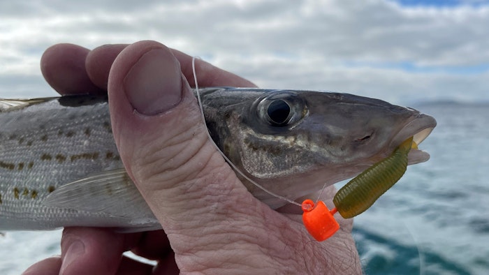 King George whiting eating soft plastics