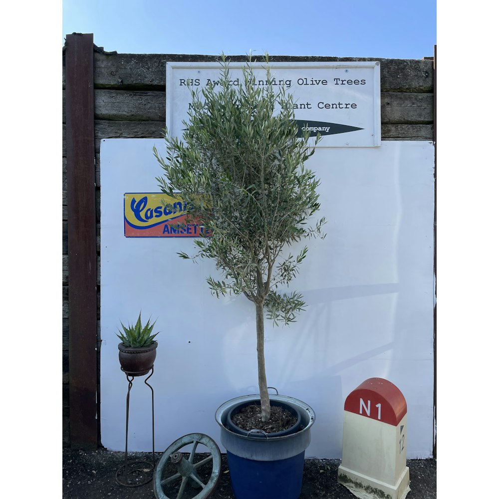 The Norfolk Olive Tree Company standard olive tree
