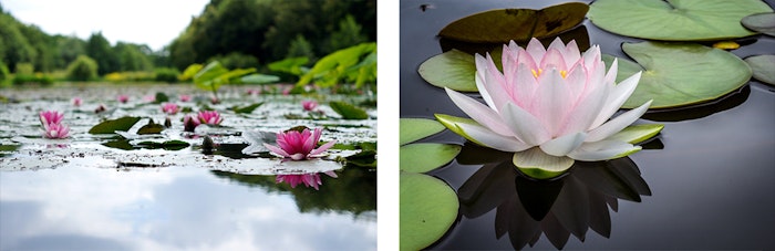 lotus-flower-season1-jpg