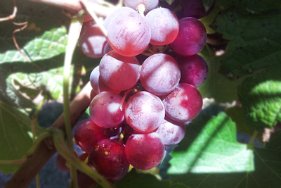 top-note-rose-grape-png