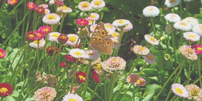 spring-events-king-park-jpg