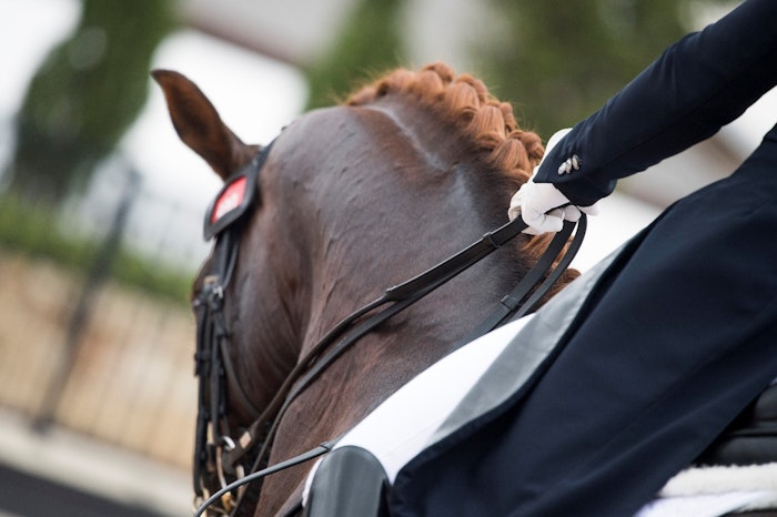 dressage-horse-jpg