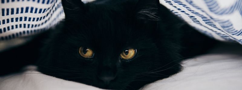 Is your pet afraid of storms?