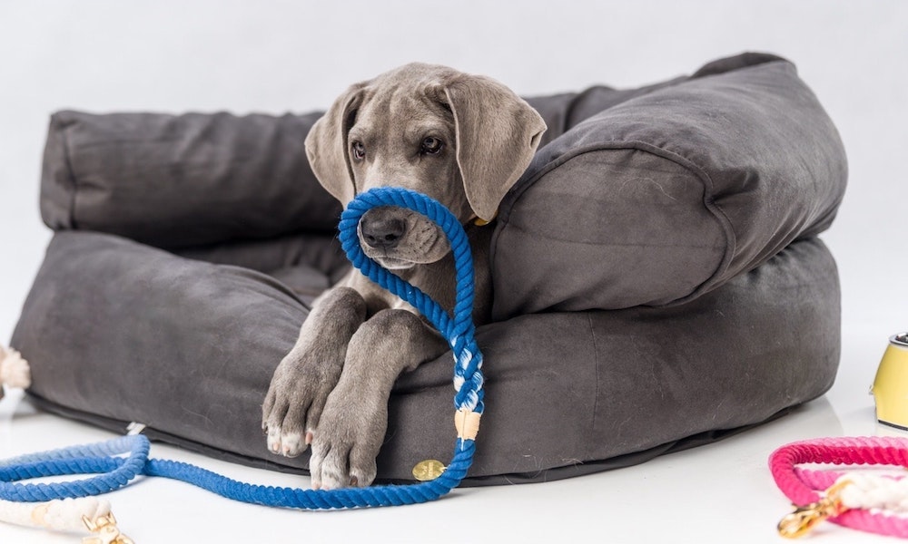 henley-co-dog-accessories-jpeg