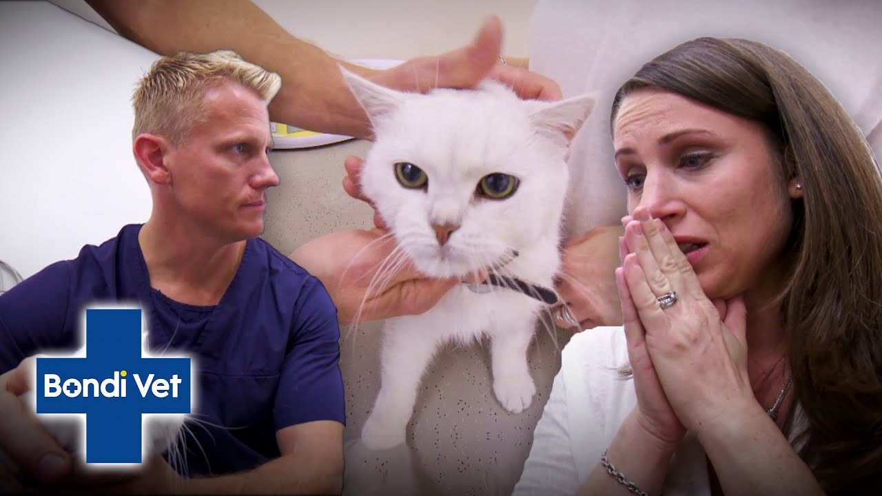 bondi vet episode with blind cat