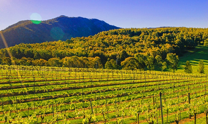 cellarspace-mount-langi-blog-photo-1-jpg