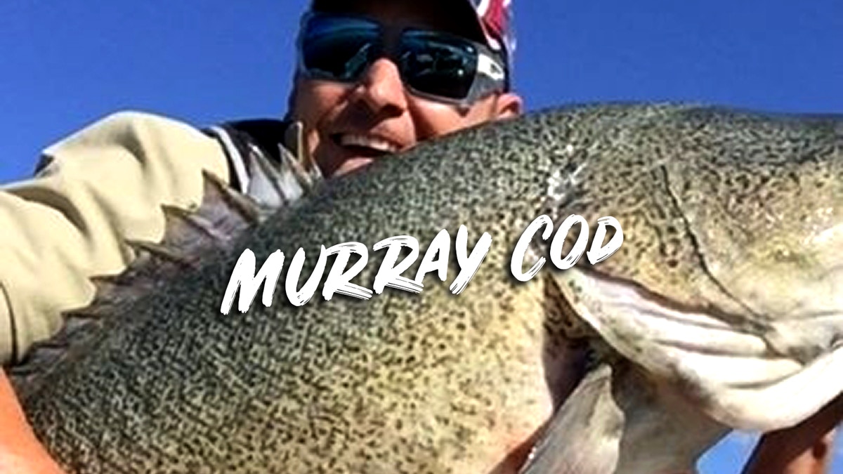 Secrets to Catch Murray Cod on Lures