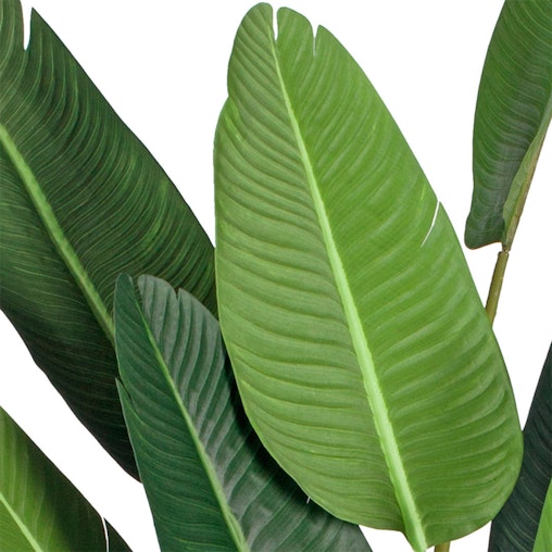 SOGA 4X 220cm Artificial Giant Green Birds of Paradise Tree Fake Tropical Indoor Plant Home Office Decor SOGA 4X 220cm Artificial Giant Green Birds of Paradise Tree Fake Tropical Indoor Plant Home Office Decor