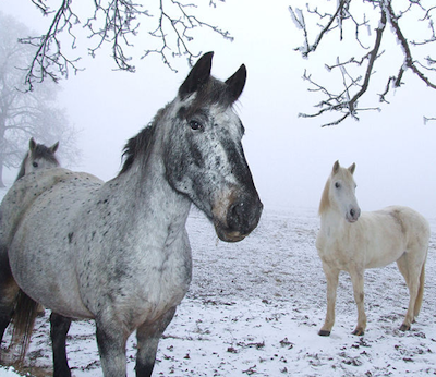 winter_horse_riding_tips_2_480x480-png