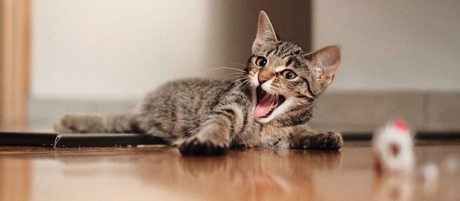 Top Tips on Training Your Kitty | How to Train a Kitten – Bondi Vet