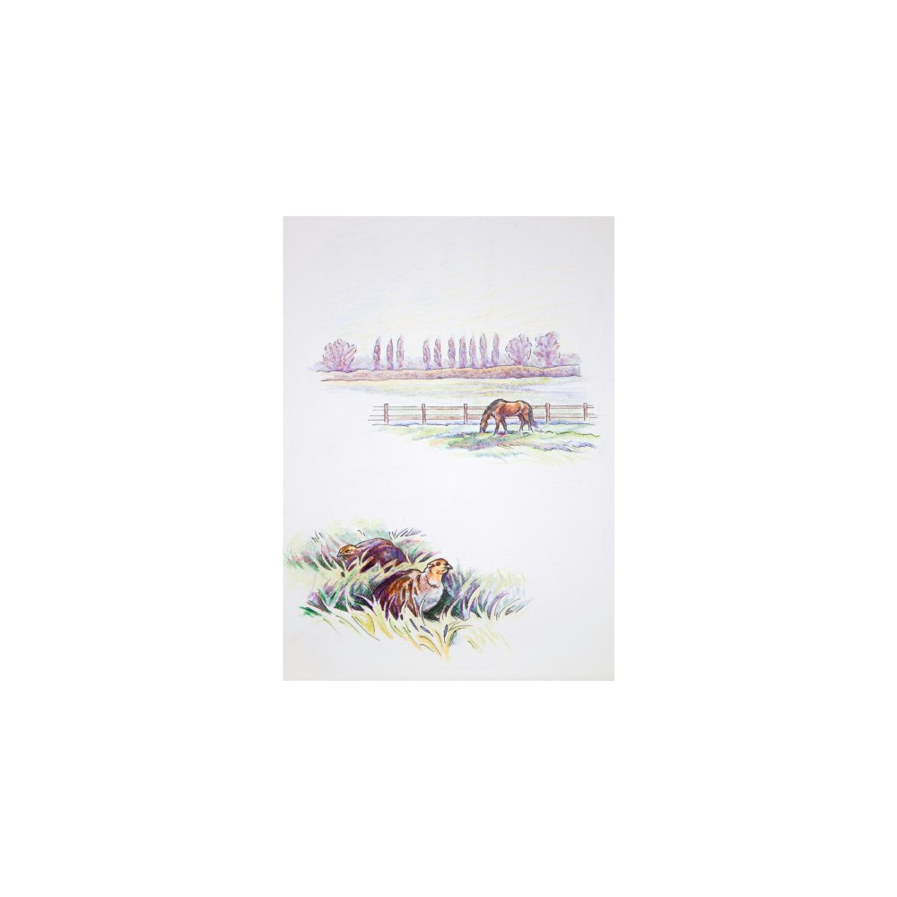 Lois Rose Fine Art & Photography Grey Patridges -- Designed In Norfolk Pencil Drawing 7"x5" Art Greetings Card