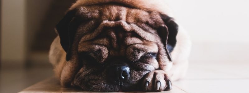 How to help a scared and overwhelmed dog