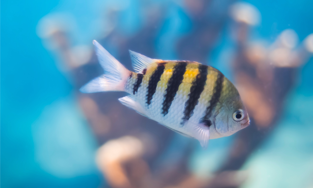 the-myer-market-fish-tank-size-guide-striped-fish-png
