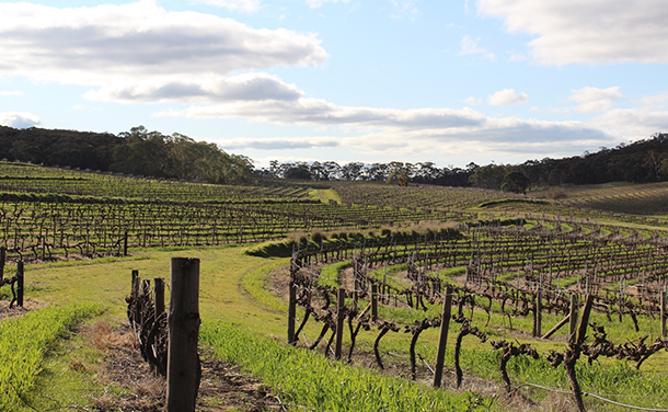 cellarspace-clare-valley-blog-img3-png