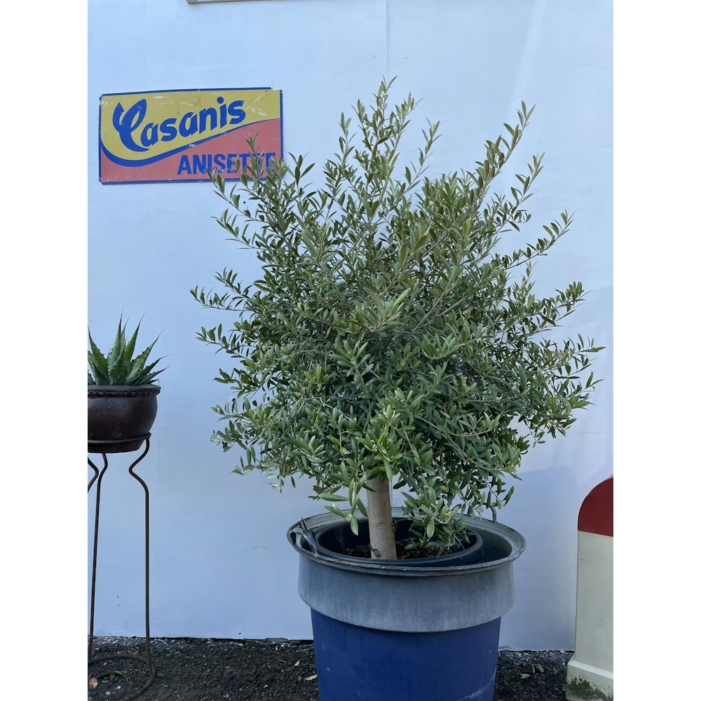 The Norfolk Olive Tree Company Courtyard Olive Tree