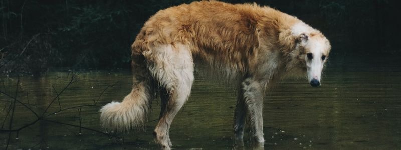 Signs of dog anxiety and how to treat it